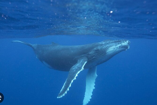 Observe and Swim with Whales in Tahiti - Who Johannes and the captain are to this trip