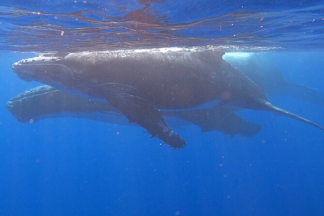 Observe and Swim with Whales in Tahiti - Gear you don’t have to pack: fins, mask, snorkel, towels