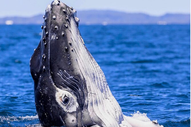 Observe and Swim with Whales in Tahiti - Weather, rough seas, and how to protect your day