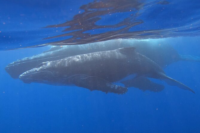 Observe and Swim with Whales in Tahiti - The boat ride: how the crew finds whales without turning it into a chase