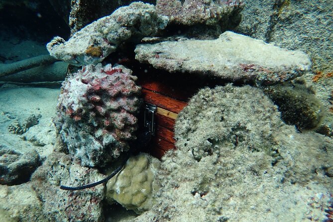 Private 4 Hours Reef Discovery Luxury Private Treasure Hunt in Bora Bora - The wildlife stops you should picture in your mind