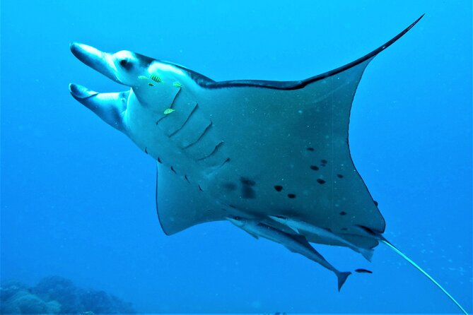 Private 4 Hours Reef Discovery Luxury Private Treasure Hunt in Bora Bora - Who this is best for, and who should think twice