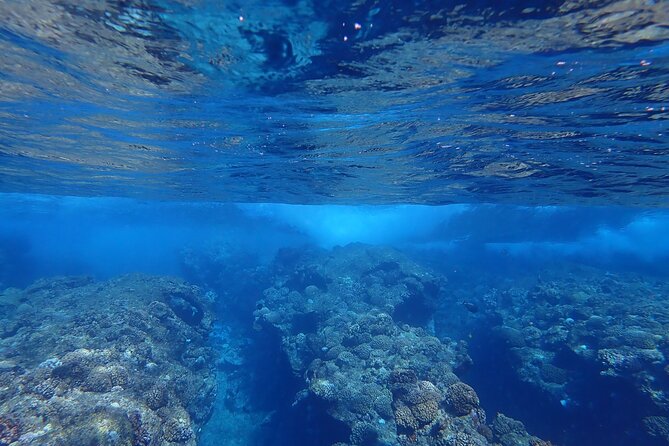 Private 4 Hours Reef Discovery Luxury Private Treasure Hunt in Bora Bora - Why the captains matter: Fabien and Pierre’s style