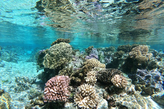 Private Boat Tour of Moorea Lagoon - Snorkeling Gear, Comfort, and Safety That Doesn’t Feel Scary
