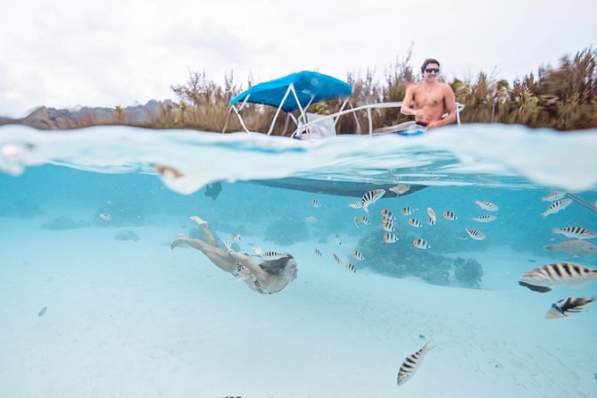 Private Boat Tour of Moorea Lagoon - Wildlife You’ll Actually Be Looking For, Not Just Hoping For