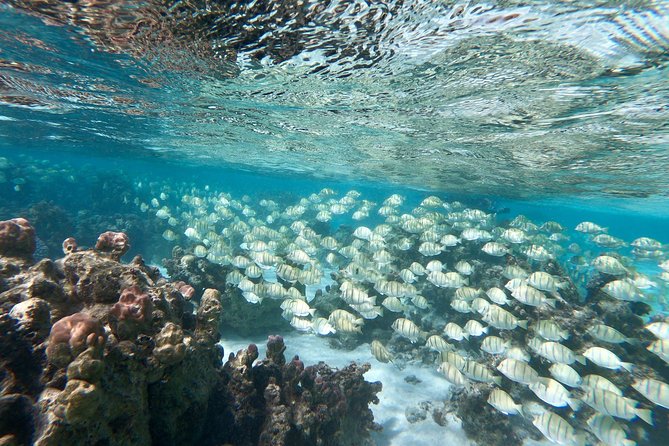 Private Boat Tour of Moorea Lagoon - GoPro Photos After Your Tour, and Why That Matters