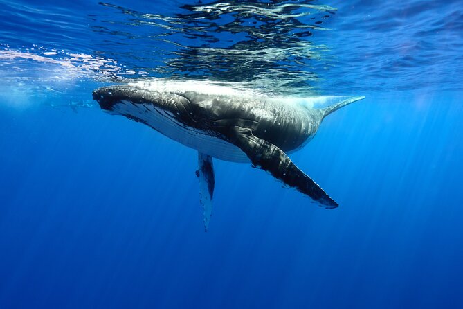Private boat tour to swim with whales and sharks - Key things I’d circle before you book