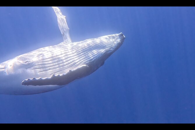 Private boat tour to swim with whales and sharks - Moorea whale time, guided by Stephane and Louis