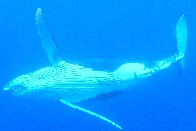 Private boat tour to swim with whales and sharks - Where you meet and how the experience ends