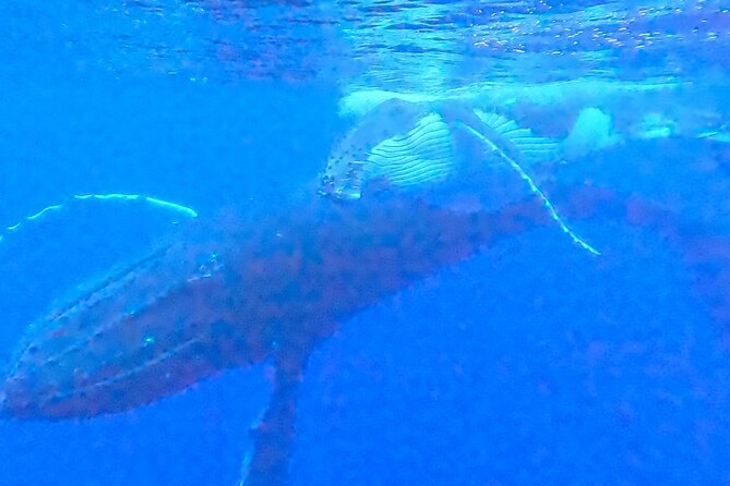 Private boat tour to swim with whales and sharks - Weather and sea state: the part you can’t control