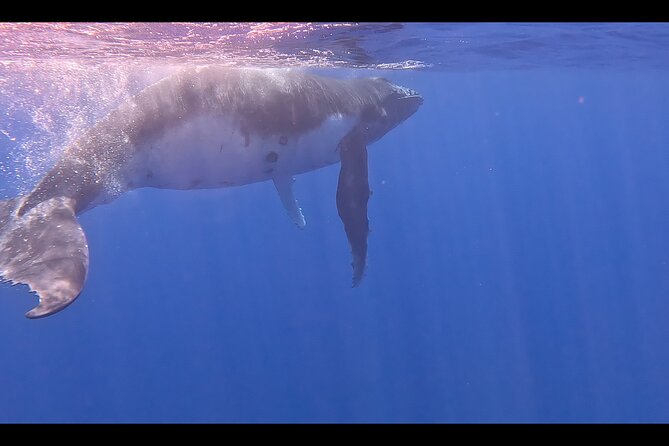 Private boat tour to swim with whales and sharks - Who should book this private whale swim tour