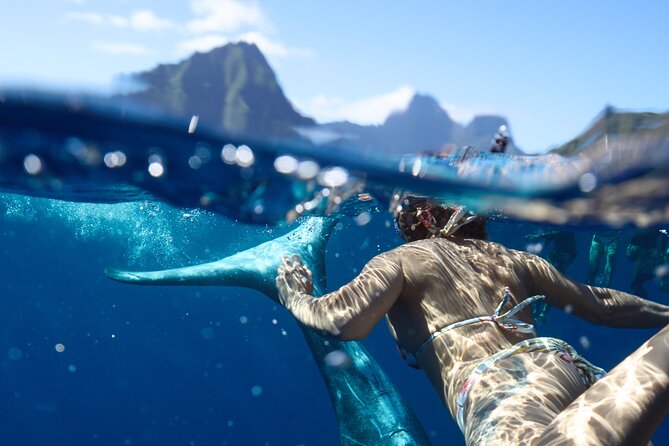Private boat tour to swim with whales and sharks - How the 4-hour experience actually plays out