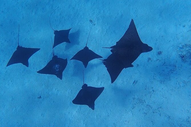 Private Bora Bora Lagoon Experience - Snorkeling in Coral Gardens, With a Guide Focused on Comfort