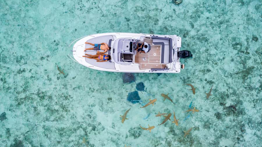 Private Bora Bora Lagoon Snorkel Cruise with BBQ Picnic - Coral gardens and tropical fish time