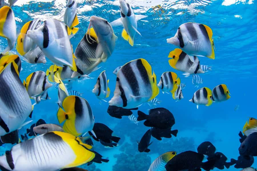 Private Bora Bora Lagoon Snorkel Cruise with BBQ Picnic - Lunch on a motu: BBQ picnic with Mt Otemanu in view