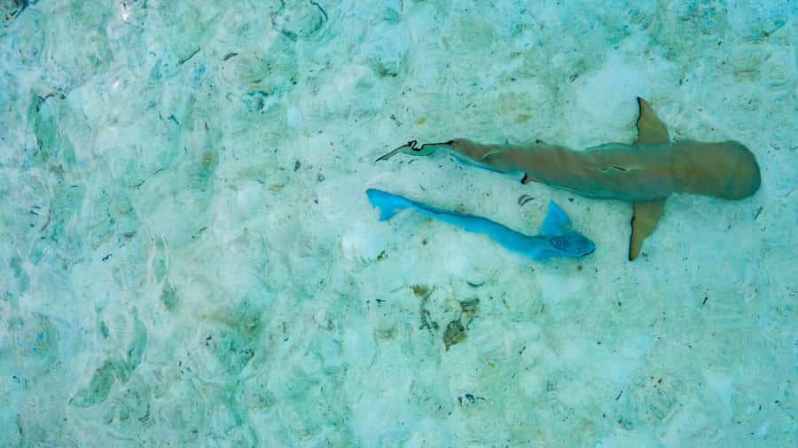 Private Bora Bora Lagoon Snorkel Cruise with BBQ Picnic - Getting from Vaitape or your hotel to the lagoon