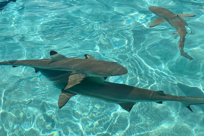 Private Day Trip Hike and Boat in Moorea - Price and Value Check: What $1,822 Buys You on Moorea