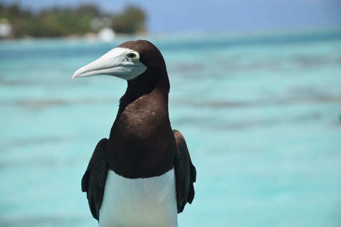 Private Day Trip Hike and Boat in Moorea - Practical Tips to Make the Day Feel Easy