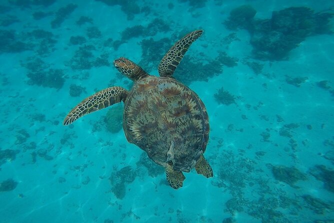 Private Discovery of the Marine Fauna of Moorea - Outer reef drop-off swim for blacktip sharks, possibly lemon sharks