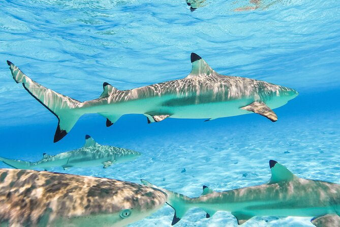 Private Full-Day Lagoon Adventure in Bora Bora with BBQ Lunch - The BBQ Lunch on a Motu at 12:30 pm: Food That Actually Feels Local