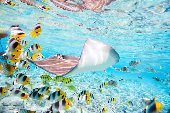 Private Full-Day Lagoon Adventure in Bora Bora with BBQ Lunch - Customizable Private Tour: How to Get the Pace and the Moments You Want