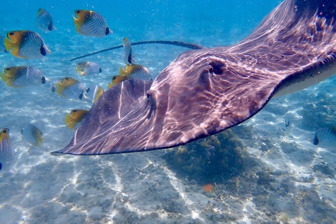 Private Full Day Lagoon Safari and Lunch on a Motu in Bora Bora - Guides You’ll Actually Remember: Maui, Manu, Naki, and Chris
