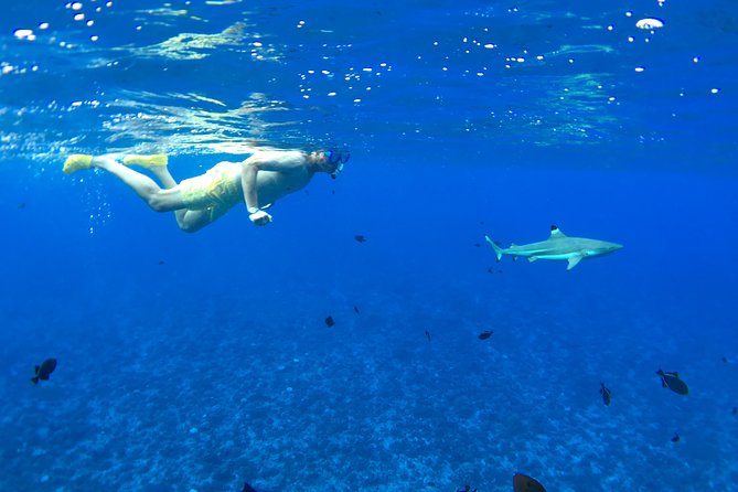 PRIVATE FULL DAY LAGOON TOUR - Bora Bora Cultural Lagoon Tour - Stop 1: Coral garden and stingrays, a gentle introduction to the lagoon
