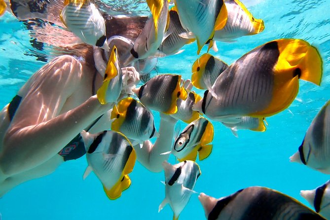 PRIVATE Full Day Tour : Moorea Snorkeling & Sailing on a Catamaran named Taboo - Snorkeling the lagoon: turtles, coral, sharks and underwater tikis