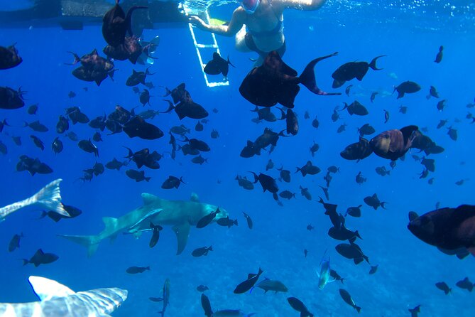 PRIVATE HALF DAY LAGOON TOUR - Bora Bora Cultural Lagoon Tour - Stop 3: Swimming with black tip and lemon sharks
