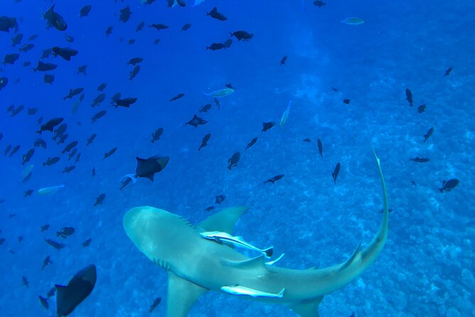 PRIVATE HALF DAY LAGOON TOUR - Bora Bora Cultural Lagoon Tour - Price and value for a private group up to 6