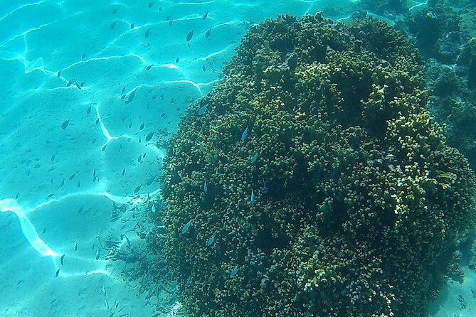 Private Half Day Sailing Excursion on the Lagoon of Tahiti - Stop 1 in Punaauia: Wreck-Site Snorkeling at 10 to 12 Meters