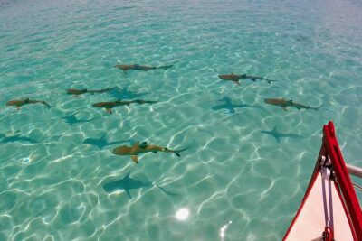 PRIVATE Half Day Tour : Moorea Snorkeling & Sailing on a Catamaran named Taboo