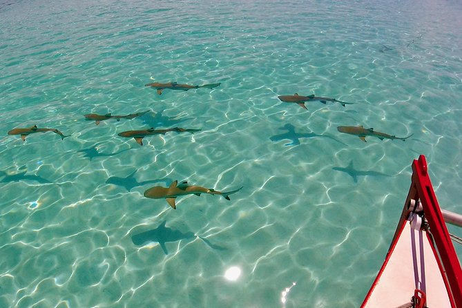 PRIVATE Half Day Tour : Moorea Snorkeling & Sailing on a Catamaran named Taboo - Meet the Captain and Guide Team on Taboo