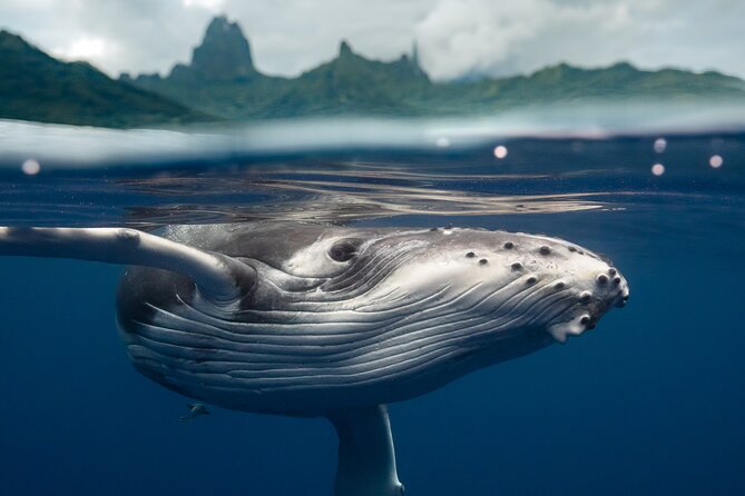 Private Half Day Whale Watching Tour - Key things to know before you go