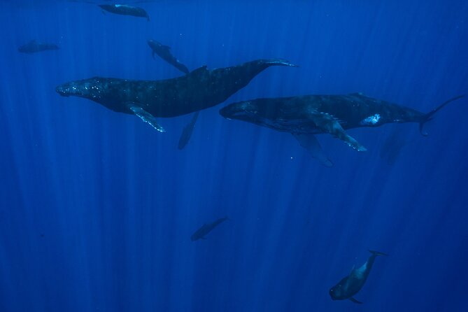 Private Half Day Whale Watching Tour - What onboard comfort really means for a 4-hour trip