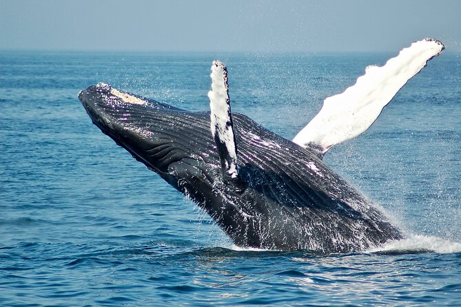 Private Half Day Whale Watching Tour - The start at Coco Beach, then out onto the water