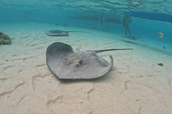 Private Lagoon Exploration and Snorkeling in Moorea - Moorea Lagoon Snorkeling That Feels Personal, Not Rushed