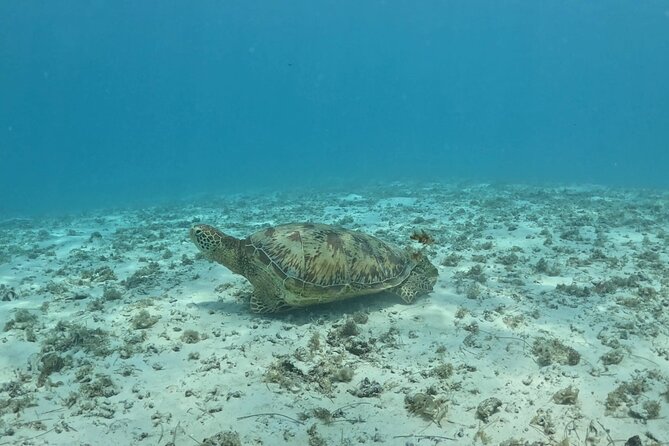 Private Lagoon Exploration and Snorkeling in Moorea - Turtle and Reef Fish Watching That Doesn’t Require Perfect Conditions