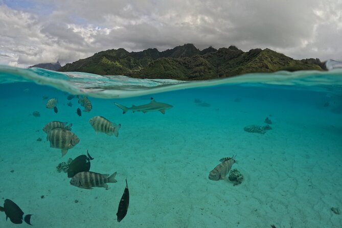 Private Lagoon Exploration and Snorkeling in Moorea - Underwater Tiki Viewing: A Quieter Stop With Visual Payoff