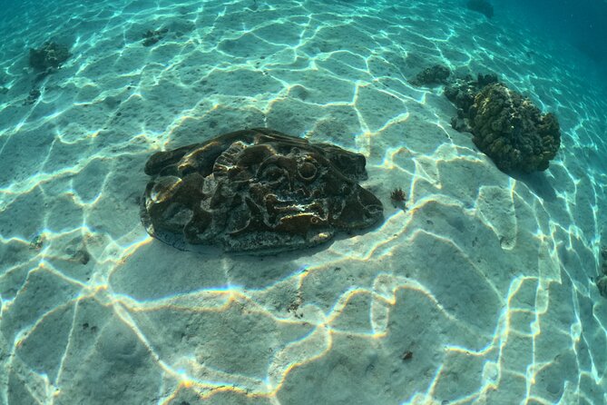 Private Lagoon Exploration and Snorkeling in Moorea - What’s Included, What’s Missing, and What to Bring