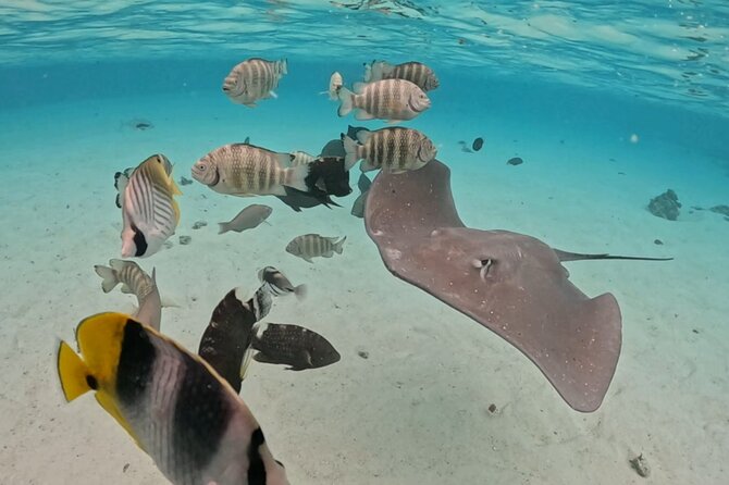 Private Lagoon Exploration and Snorkeling in Moorea - Your Guide and the Small-Group Advantage on the Boat