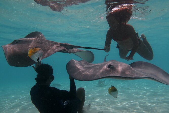 Private lagoon tour (rays, sharks, turtles) by boat in Moorea - Key Points You Should Know Before You Go