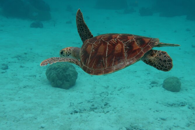 Private lagoon tour (rays, sharks, turtles) by boat in Moorea - Cook’s Bay and Ōpūnohu Bay: Short Stops, Big Views