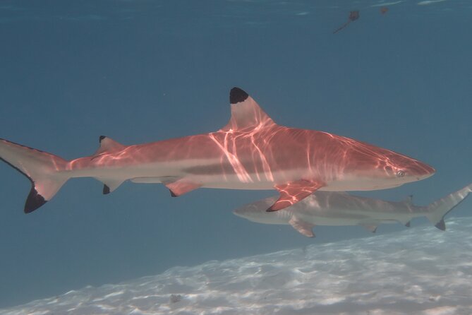 Private lagoon tour (rays, sharks, turtles) by boat in Moorea - Comfort on the Boat, Plus Fruit and Refreshments