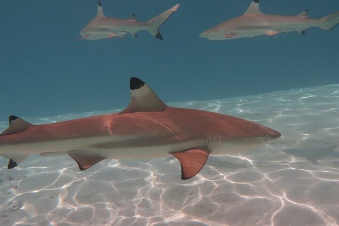 Private lagoon tour (rays, sharks, turtles) by boat in Moorea - Price and Value for a Private Group Up to Two