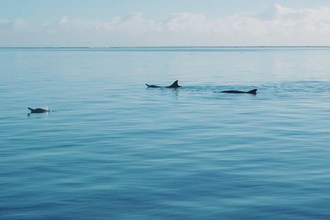 Private Marine Excursion and snorkeling in the lagoon of Moorea - Price and value: $1,099.09 per group up to 12