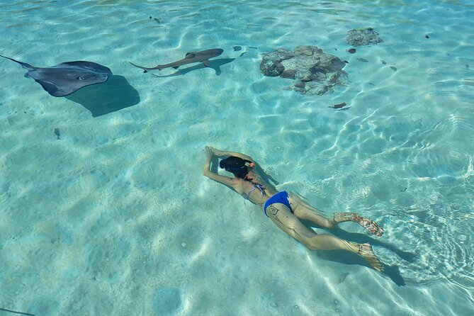 Private Marine Excursion and snorkeling in the lagoon of Moorea - Snorkeling plan: stingrays, black tip sharks, turtles, and leopard rays