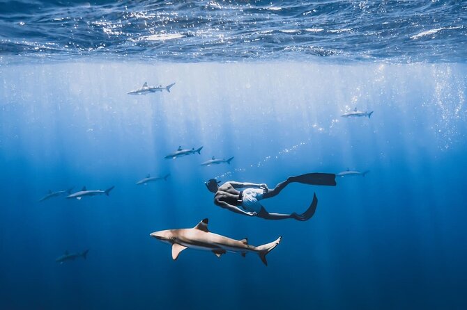 Private Marine Wildlife Adventure with Underwater Photography - Moorea Marine Wildlife Snorkeling With Underwater Photos, Why It Works