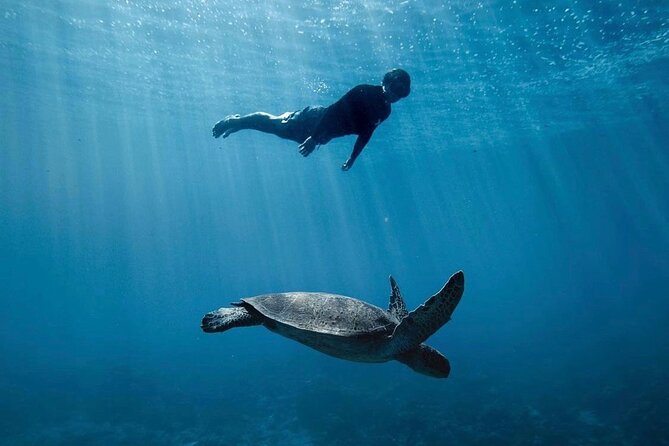 Private Marine Wildlife Adventure with Underwater Photography - What a 3-Hour Private Charter Looks Like (Lagoon, Pass, Outer Reef)
