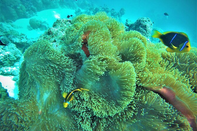 Private Reef Discovery Luxury Dream Day Tour in Bora Bora - Price and Value: Does $2,035.74 Per Group Make Sense?